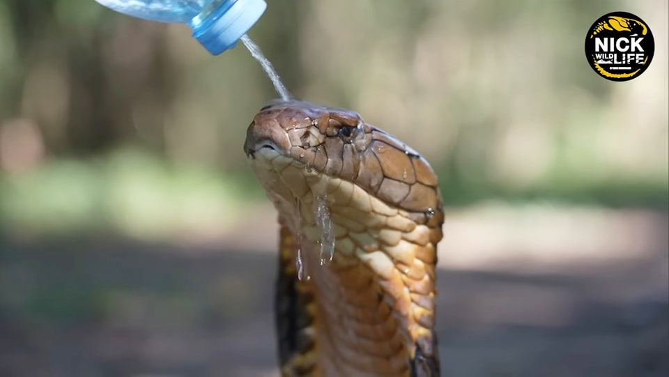 huge king cobra3