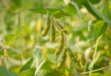 Bangkok Produce Merchandising and Louis Dreyfus Partner on Soy Traceability Satellite Mapping soy