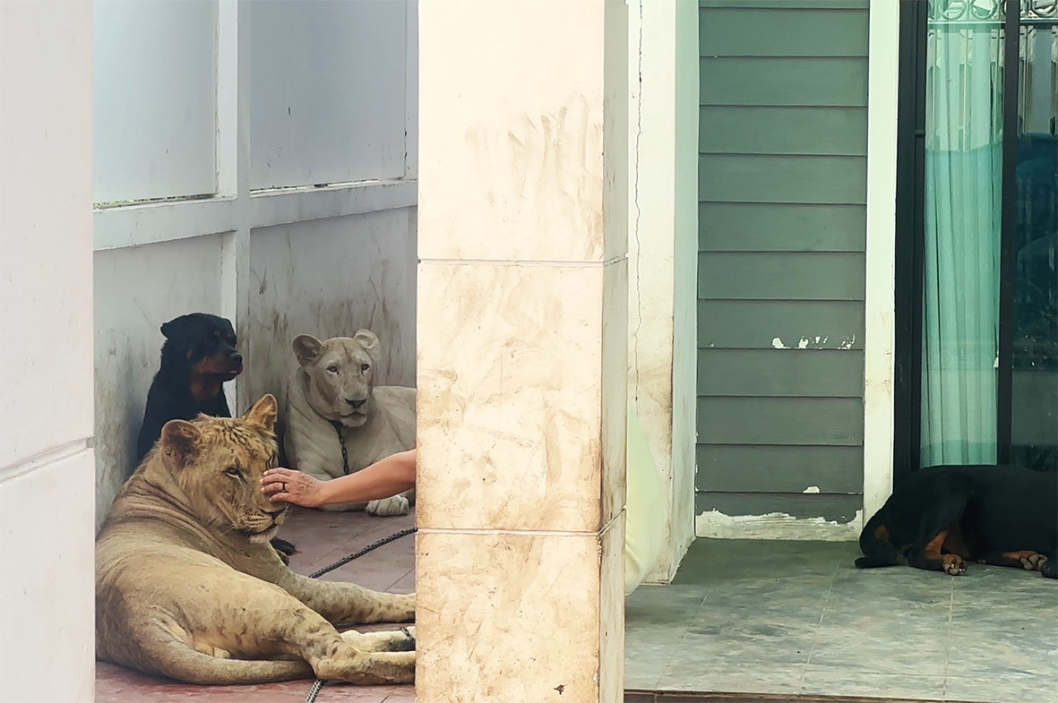 lion couple1