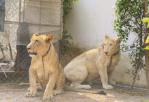 Two More Lions Appear on the Road in Chonburi lions