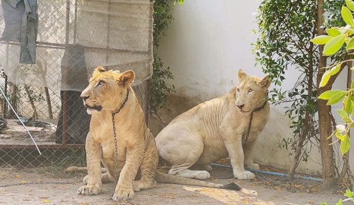 lion couple3 lions