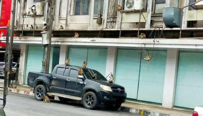 lopburi monkey3