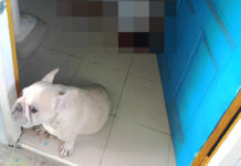 A Poor Dog Guards His Malaysian Owner’s Body In Chonburi