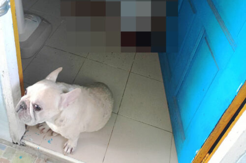A Poor Dog Guards His Malaysian Owner’s Body In Chonburi