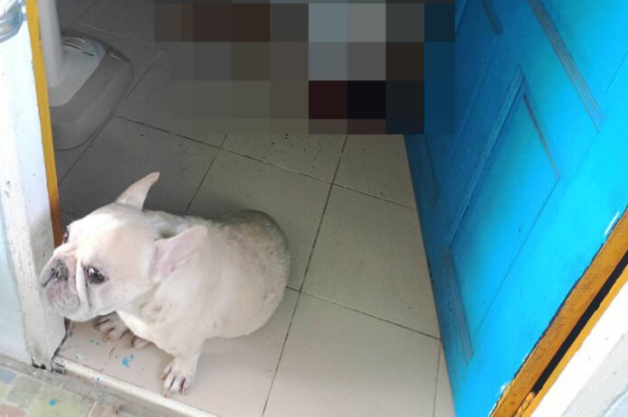 malaydog3