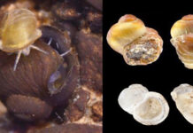 Freshwater Snail Species Spotted In South China After Over 100 Years