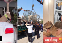 Three Lion Pet News Stories Are Coming From The Same Farm