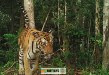 Three Tigers Are Found Roaming Between Thailand And Myanmar