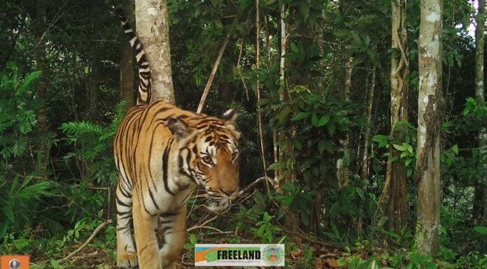 tiger chumphon1