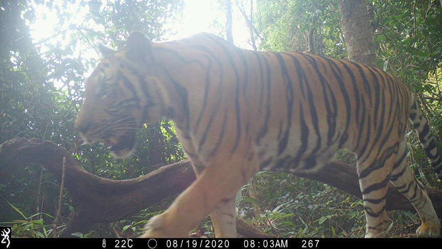 tiger chumphon2