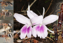 5 New Species Discovered in Thailand, Both Plants and Insects Species