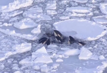 Killer Whales Trapped in Drift Ice off Hokkaido Gone in Likely Escape killer whales