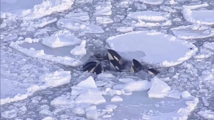 Japan Killer Whales killer whales