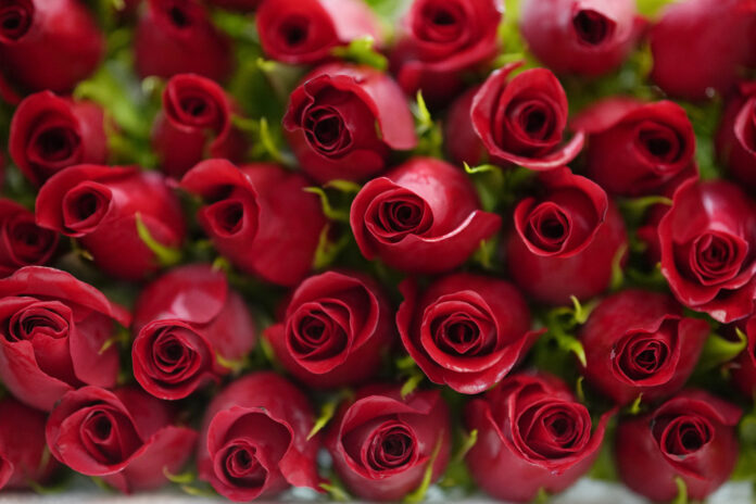 Valentine's Day-Loneliness