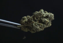 Thailand’s PM Wants To Outlaw Cannabis, 2 Years After It Was Decriminalized
