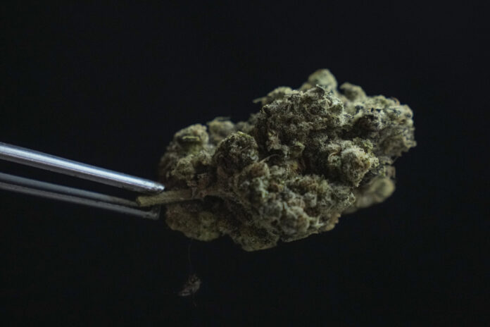 Thailand Cannabis