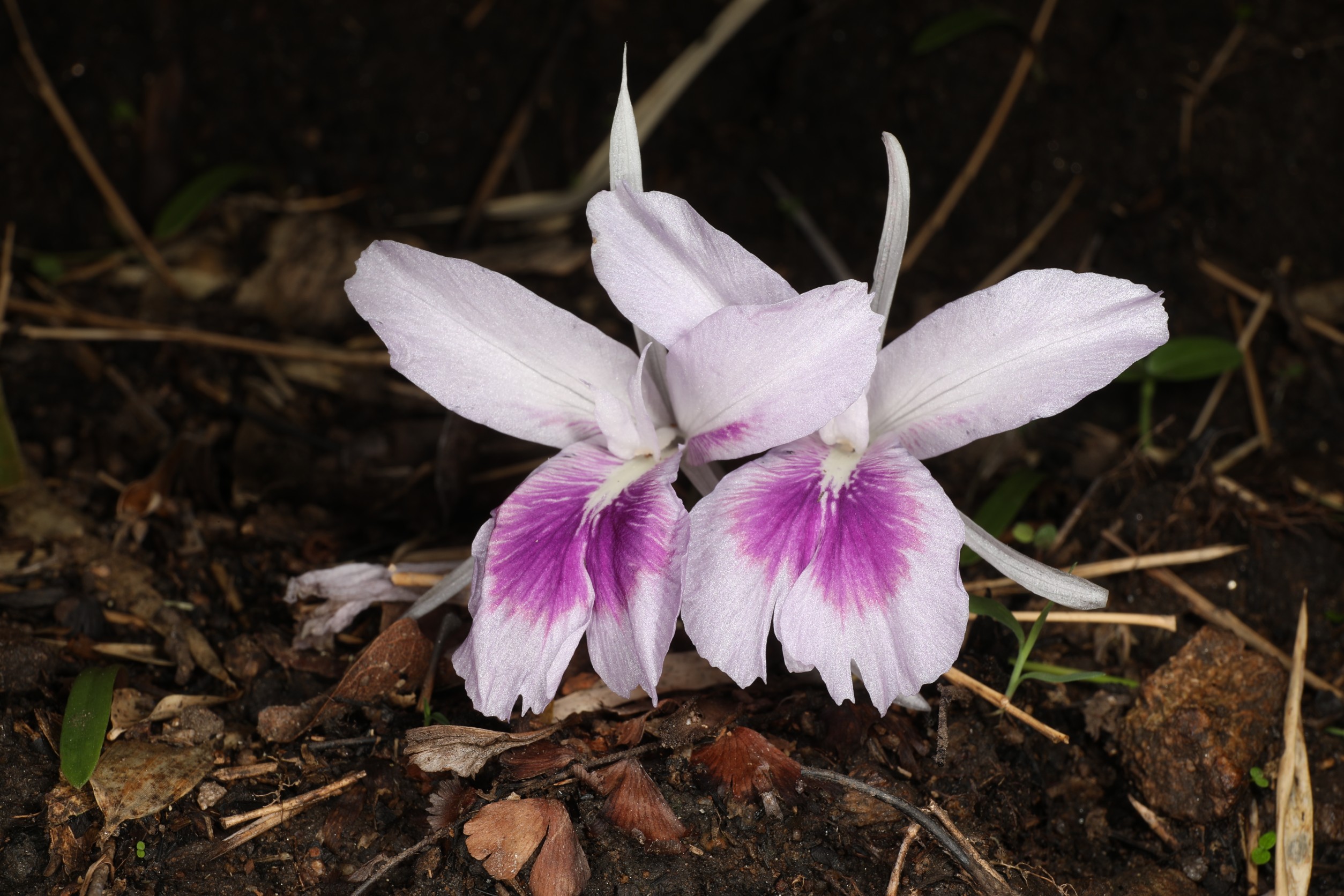 Fish egg Forest Ghost Flower