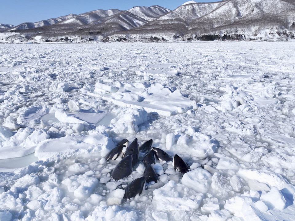 Hokkaido whale