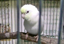 Pet Shop Owner Arrested for Smuggling Birds Into Japan From Thailand birds