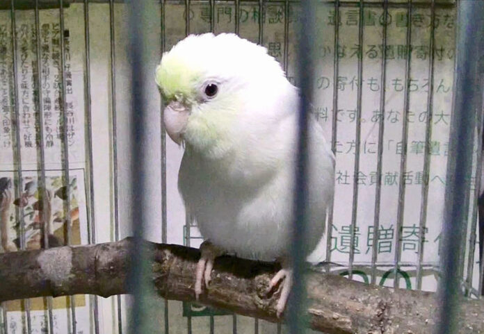 birds japan birds