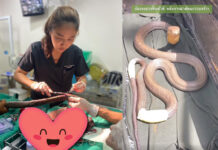 Soldiers Save a Giant King Cobra’s Life, Carry Him to a Vet king cobra
