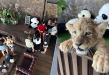 Foreigners Complain About Lion Cafes in Phuket and Bangkok Cafes
