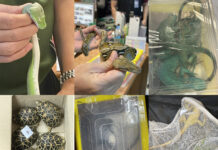 Customs Stops a Mongolian Man With CITES-Listed Animals Mongolian