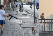 Lopburi Locals Ask the Prime Minister To Address Monkey Issues
