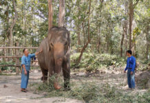 From Beach to Forest, Elephant Pang Dummy Starts Her New Life