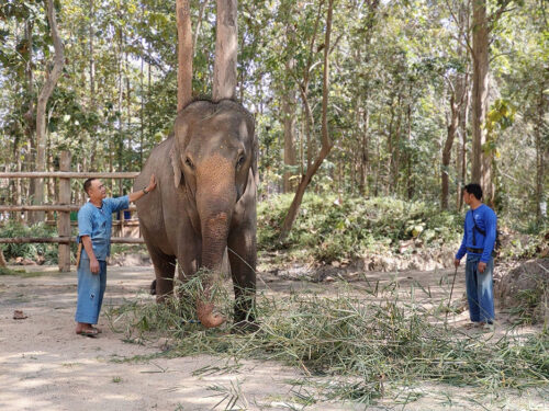 From Beach to Forest, Elephant Pang Dummy Starts Her New Life