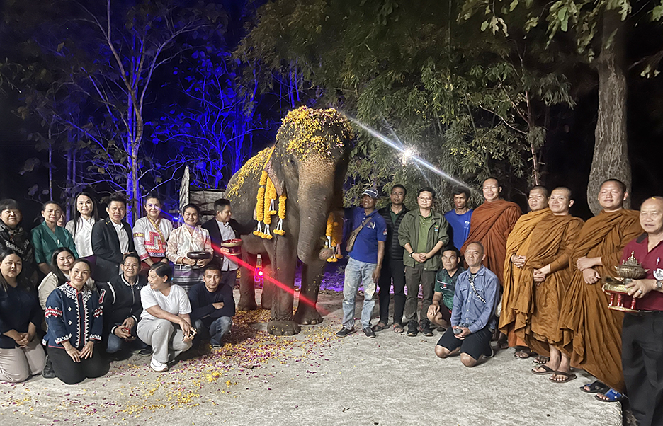 From Beach to Forest, Elephant Pang Dummy Starts Her New Life