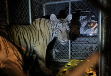 A Poor Tiger Is Caught After 5 Days of Wandering Into Village