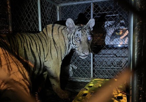 A Poor Tiger Is Caught After 5 Days of Wandering Into Village