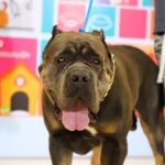 Pet Healthcare94