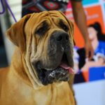Pet Healthcare95