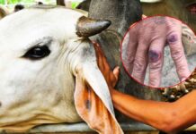 Thailand Steps up Border Control of Livestock After Anthrax Outbreak Is Reported in Laos Livestock