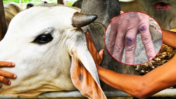 Livestock