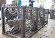 Lopburi traps monkeys while expanding injury compensation monkeys