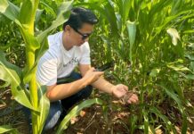 Bangkok Produce Starts Corn Traceability System Third-Party Assessment corn