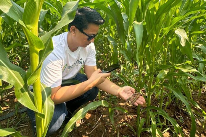 image1 corn