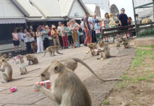 Monkey Attack: Lopburi Woman Sues, Calls for Declassification monkey