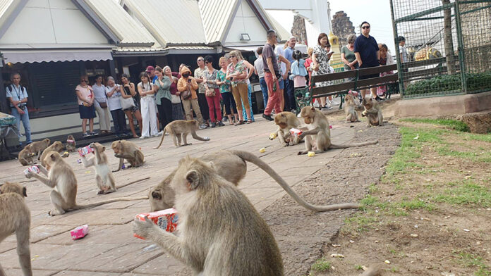monkey