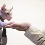 pet healthcare11
