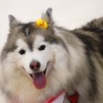 pet healthcare5