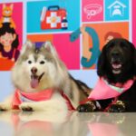 pet healthcare91