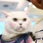 pet healthcare92