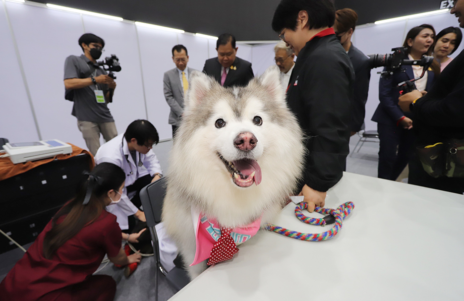 pethealth24