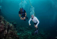 Police Are Seeking Tourist Divers Who Removed Phi Phi’s Shell shell