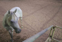 CCTV Footage Reveals An American Abusing Horses in Phuket horses