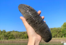 Koh Yao Sea Cucumber Has Been Added to Thailand’s GI list sea cucumber